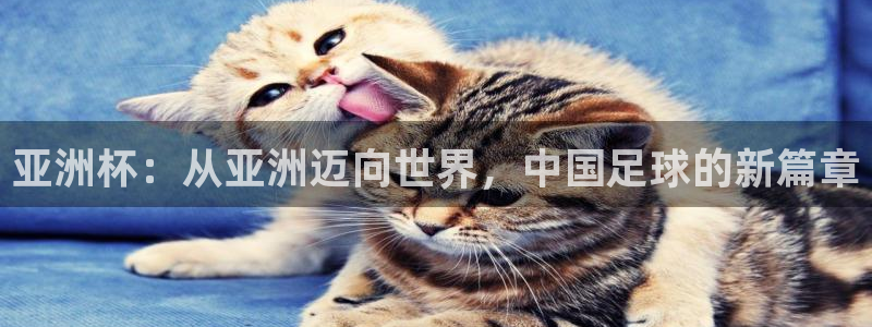 2006年世界杯:亚洲杯:从亚洲迈向世界,中国足球的新篇章